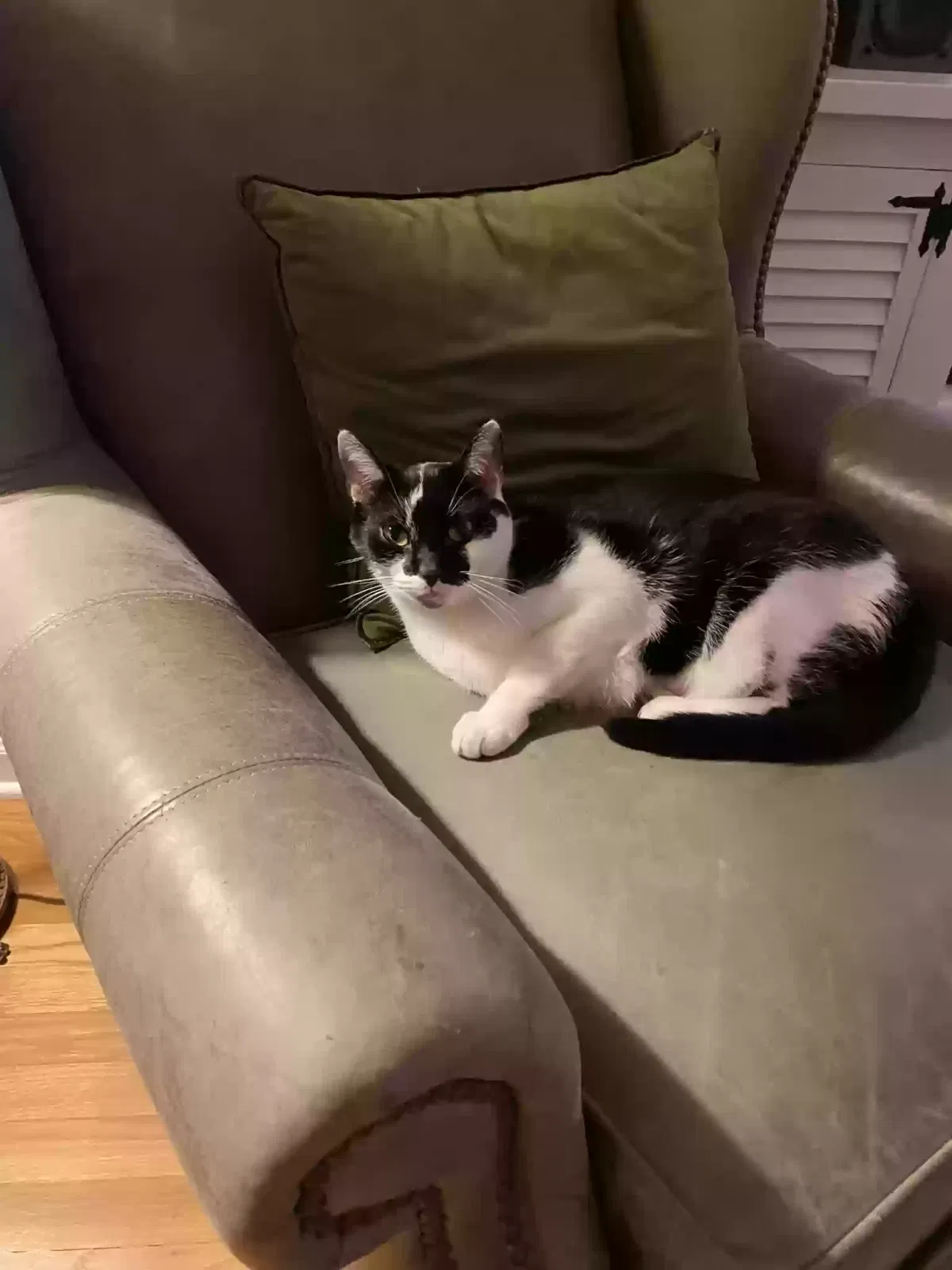 Lost cat in Geneva, IL, 60134