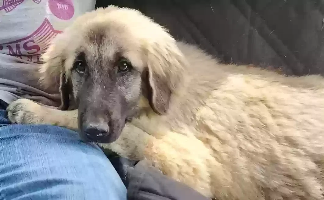 Lost dog in West Point, GA, 31833