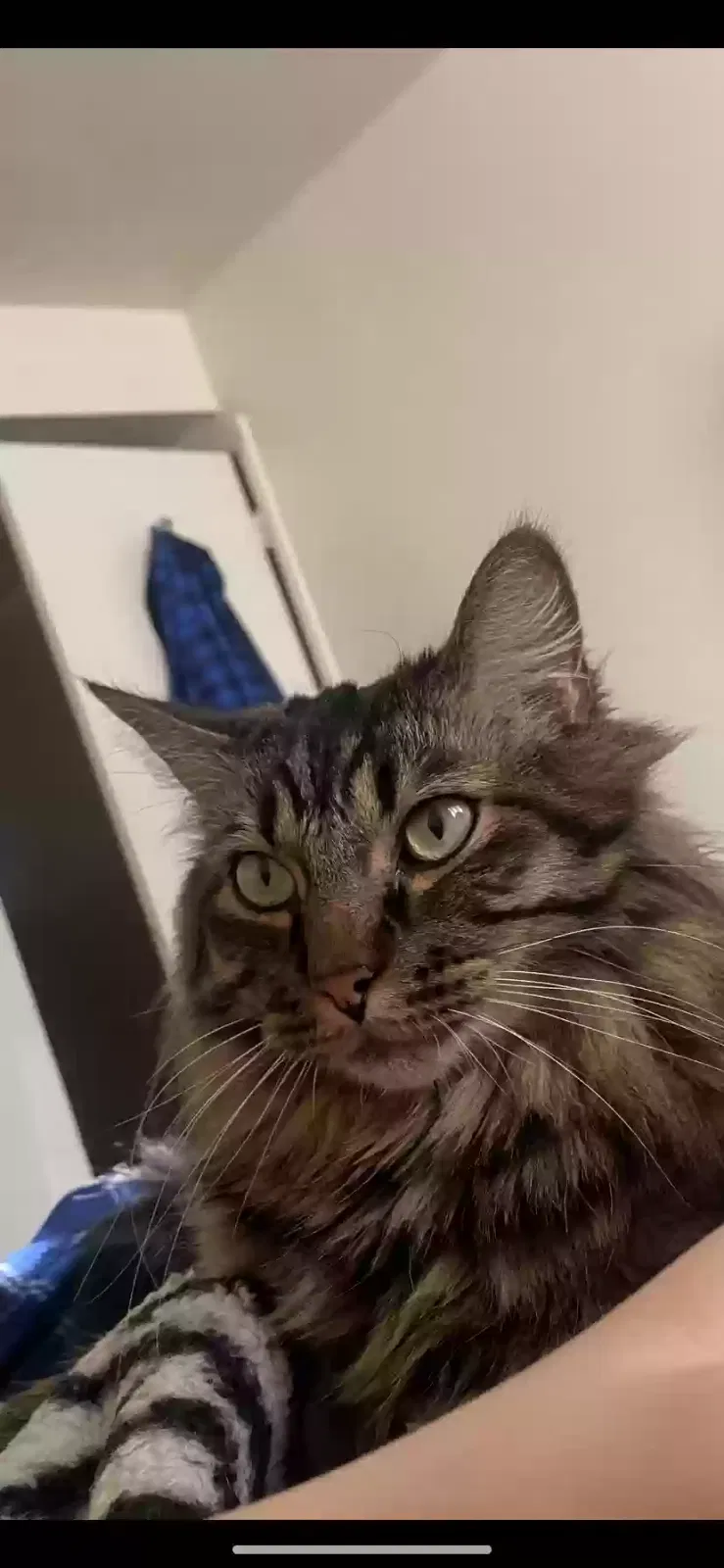 Lost cat in Salt Lake City, UT, 84120