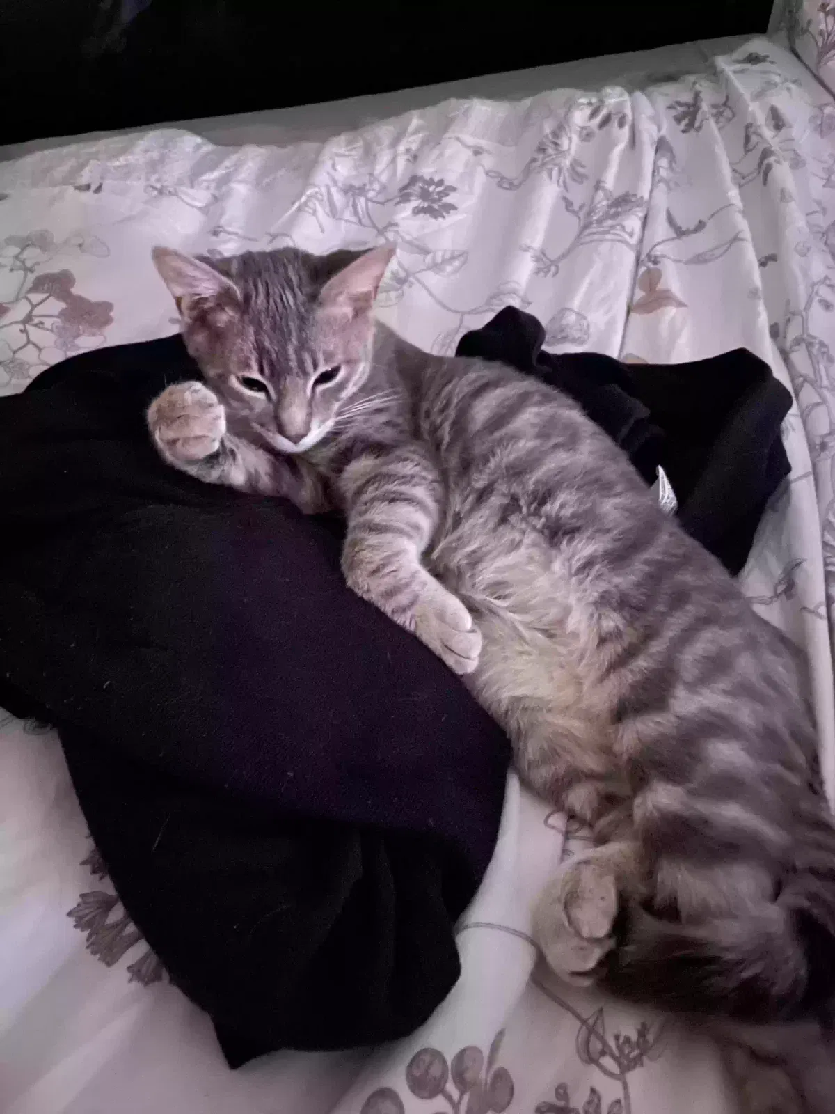 Lost cat in Menifee, CA, 92584
