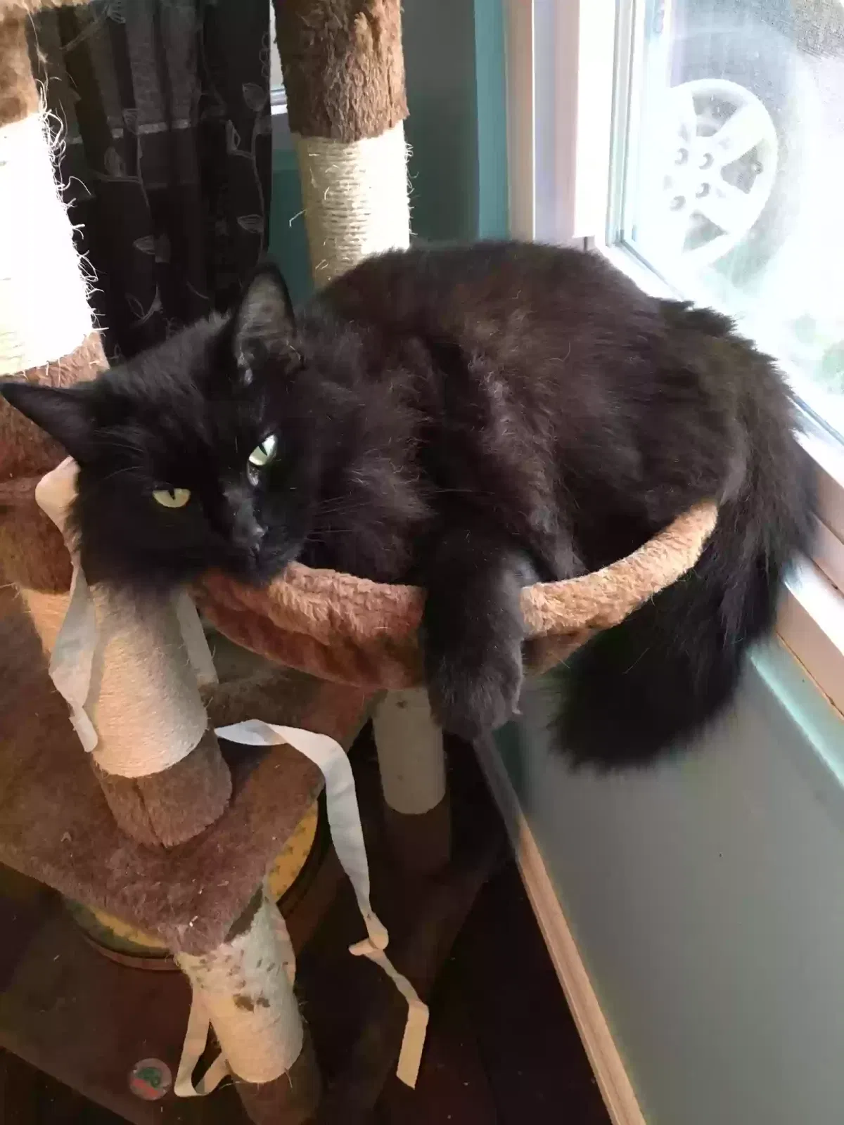 Lost cat in Dunedin, FL, 34698