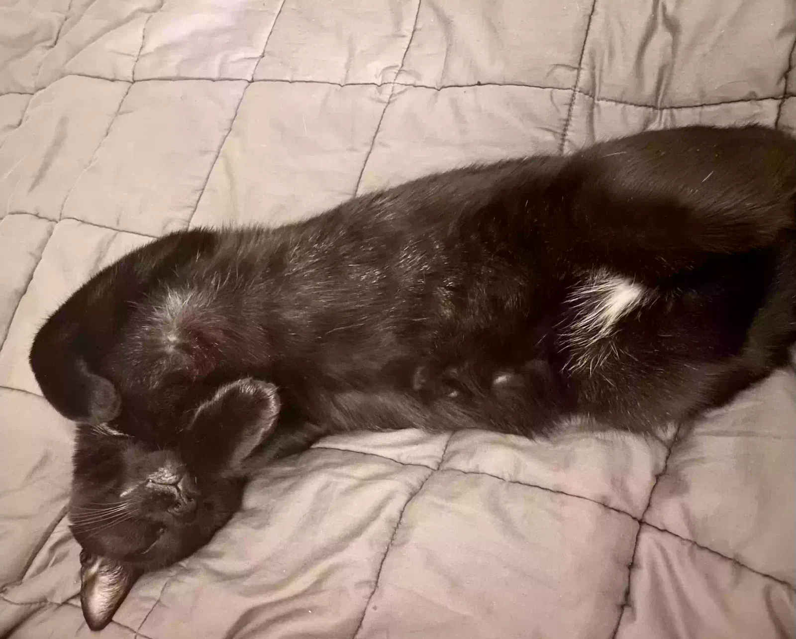 Lost cat in Buffalo, NY, 14214