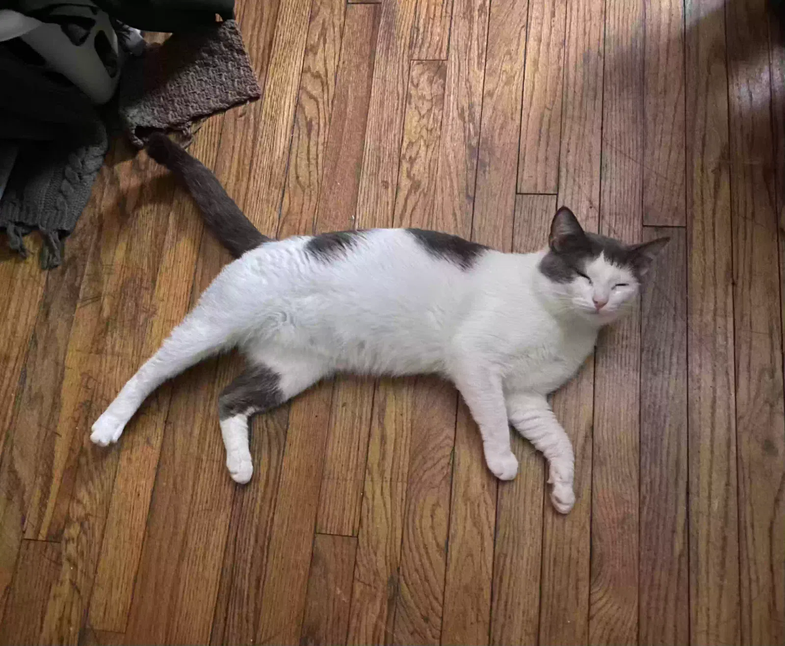 Lost cat in Buffalo, NY, 14214