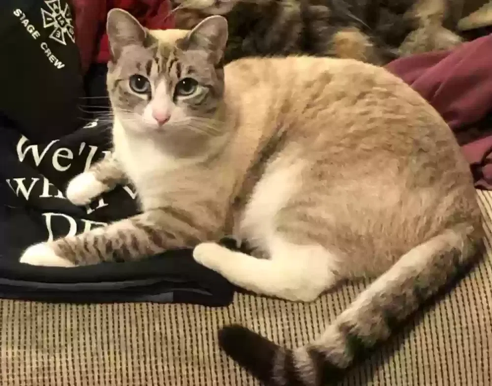 Lost cat in Lakeside, CA, 92040