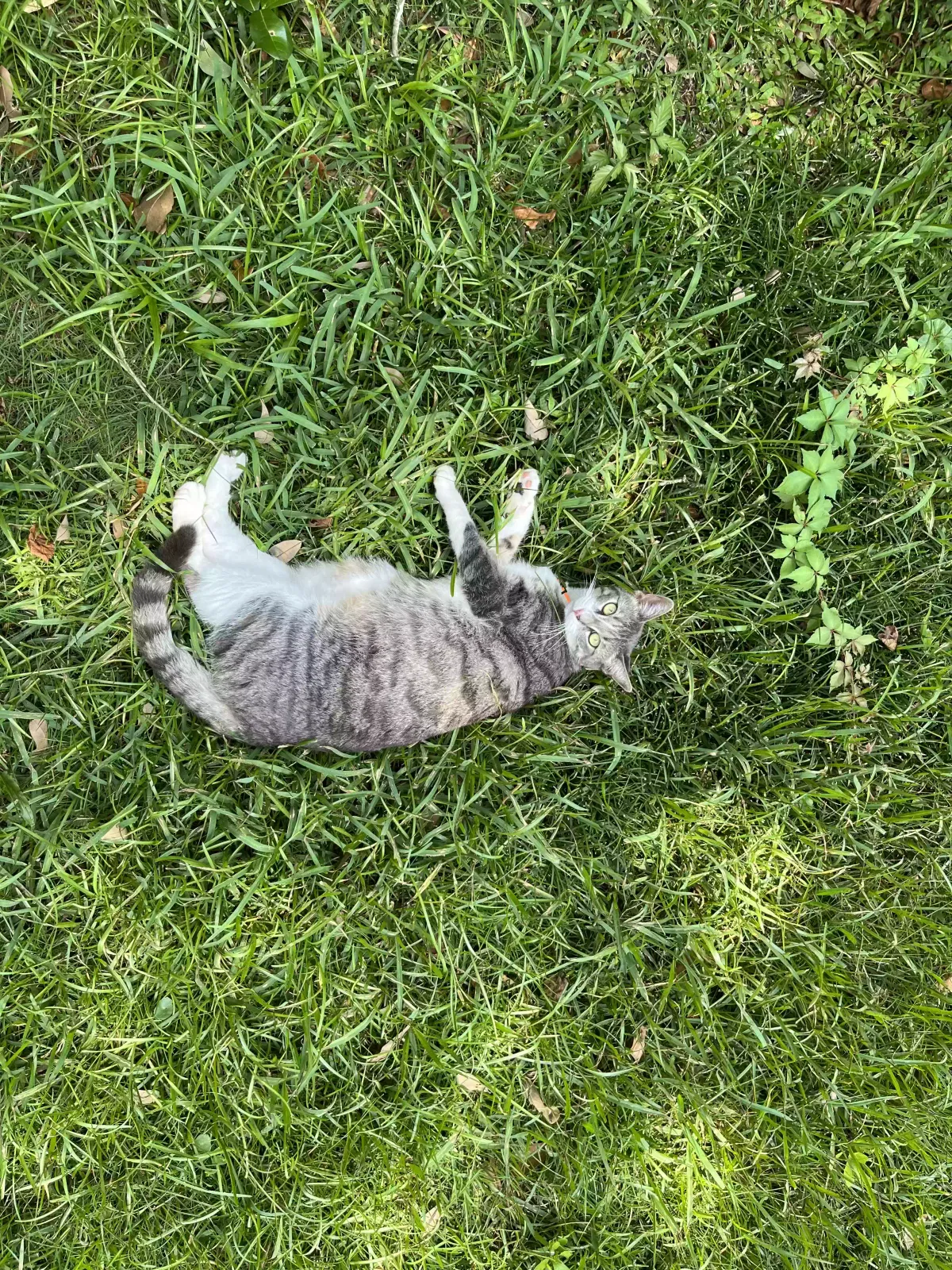 Lost cat in Mobile, AL, 36609
