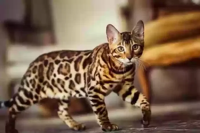 Lost cat in Unknown, UT, 84009