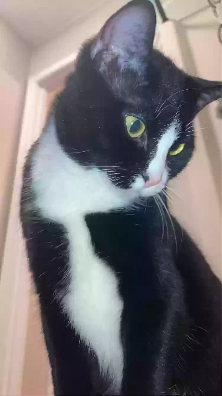 Lost cat in Granbury, TX, 76049