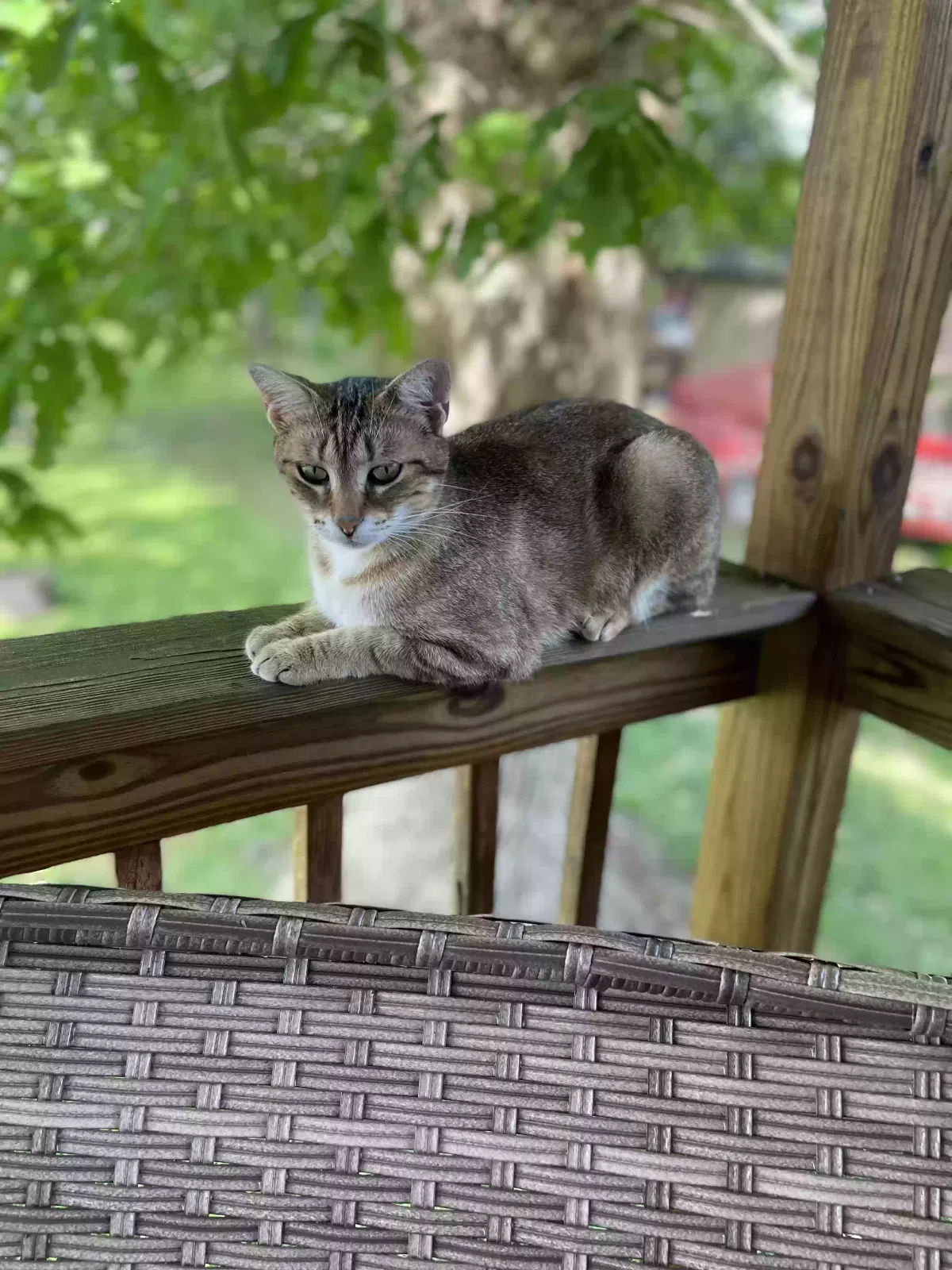 Lost cat in Maryville, TN, 37803
