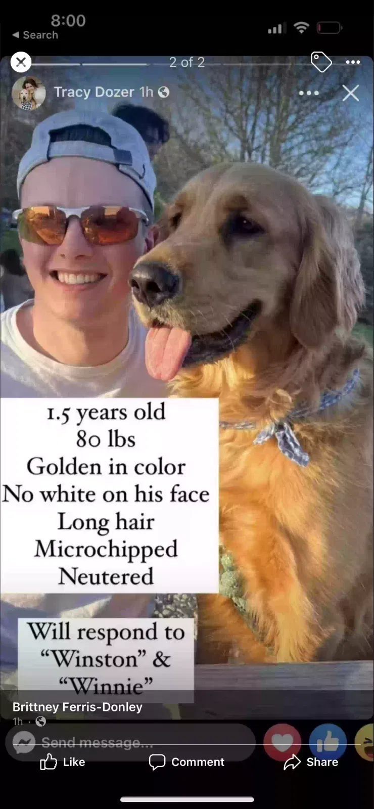 Missing Dog