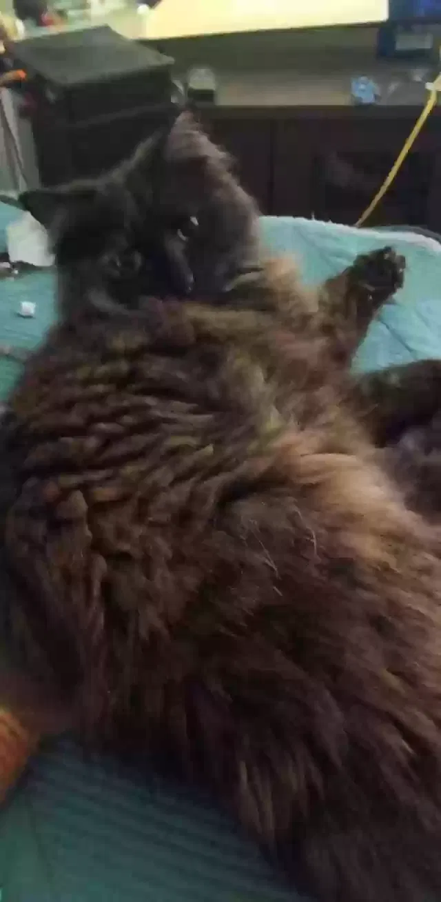 Lost cat in Danville, KY, 40422
