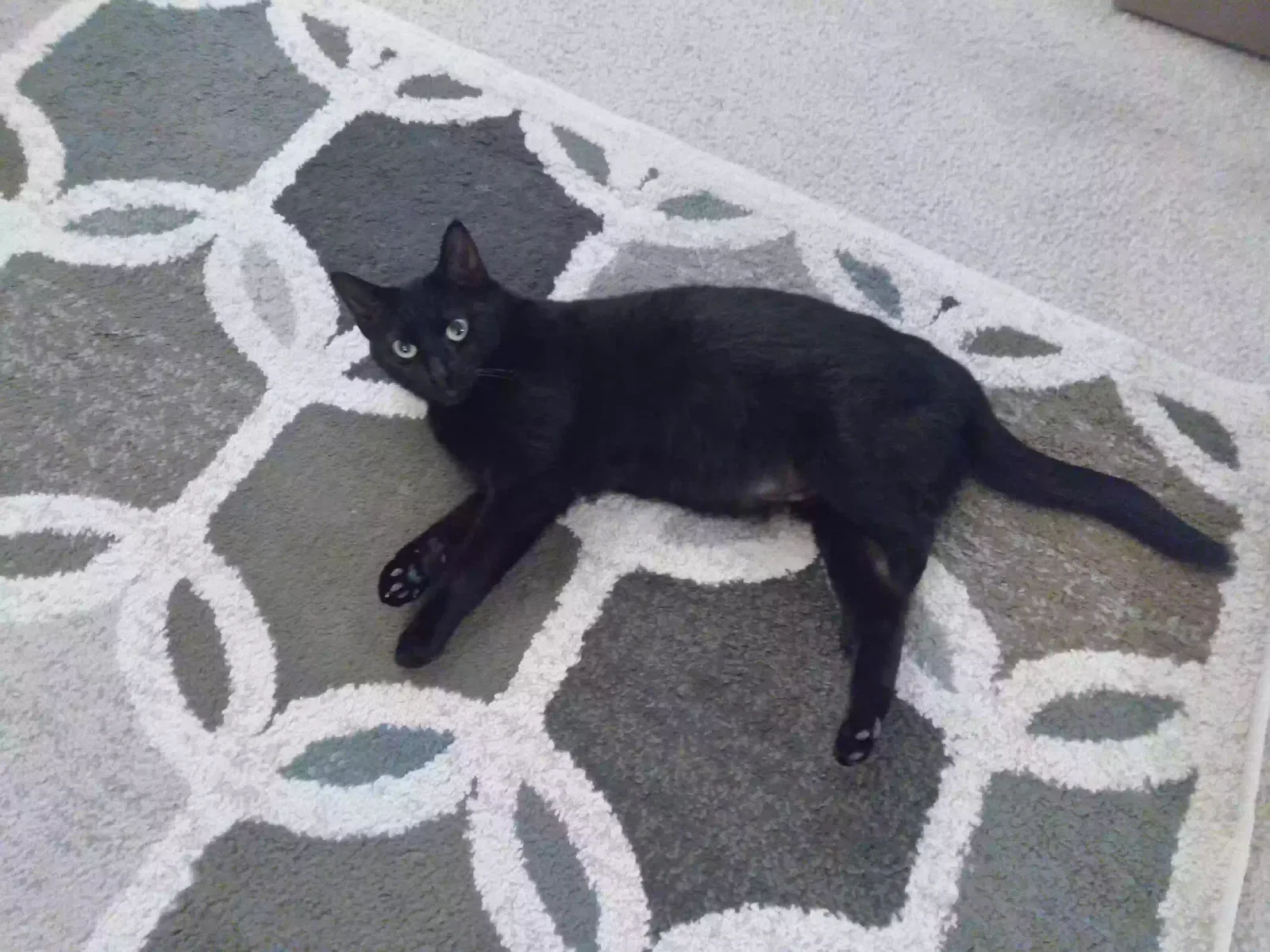 Lost cat in Wickliffe, OH, 44092