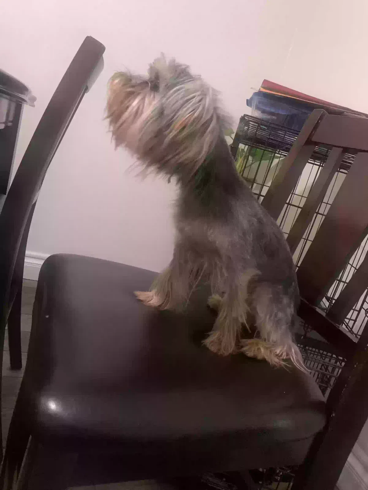 Lost dog in Salt Lake City, UT, 84121