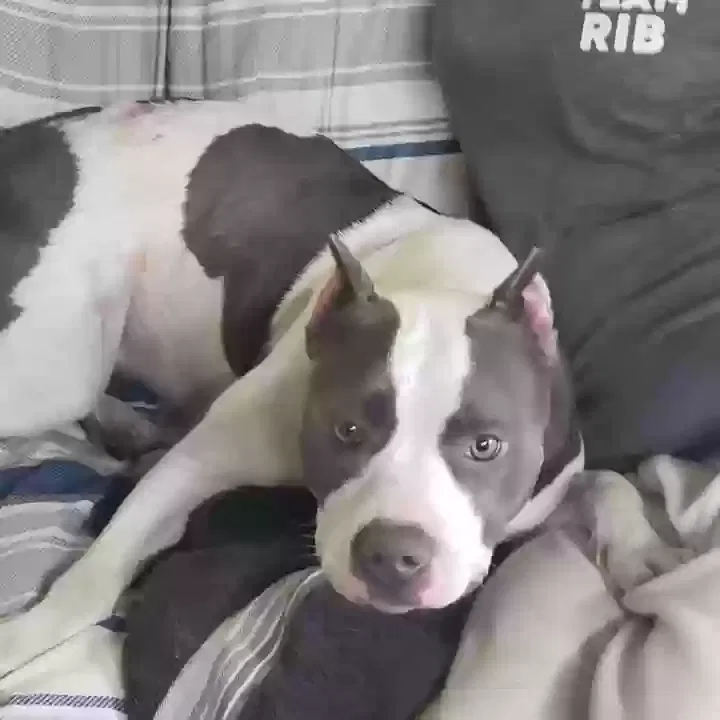 Found dog in Pensacola, FL, 32505
