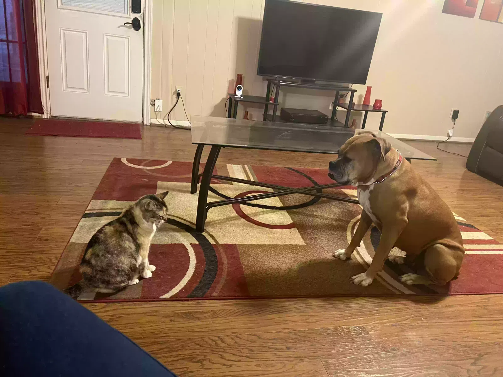 Lost cat in Corpus Christi, TX, 78413
