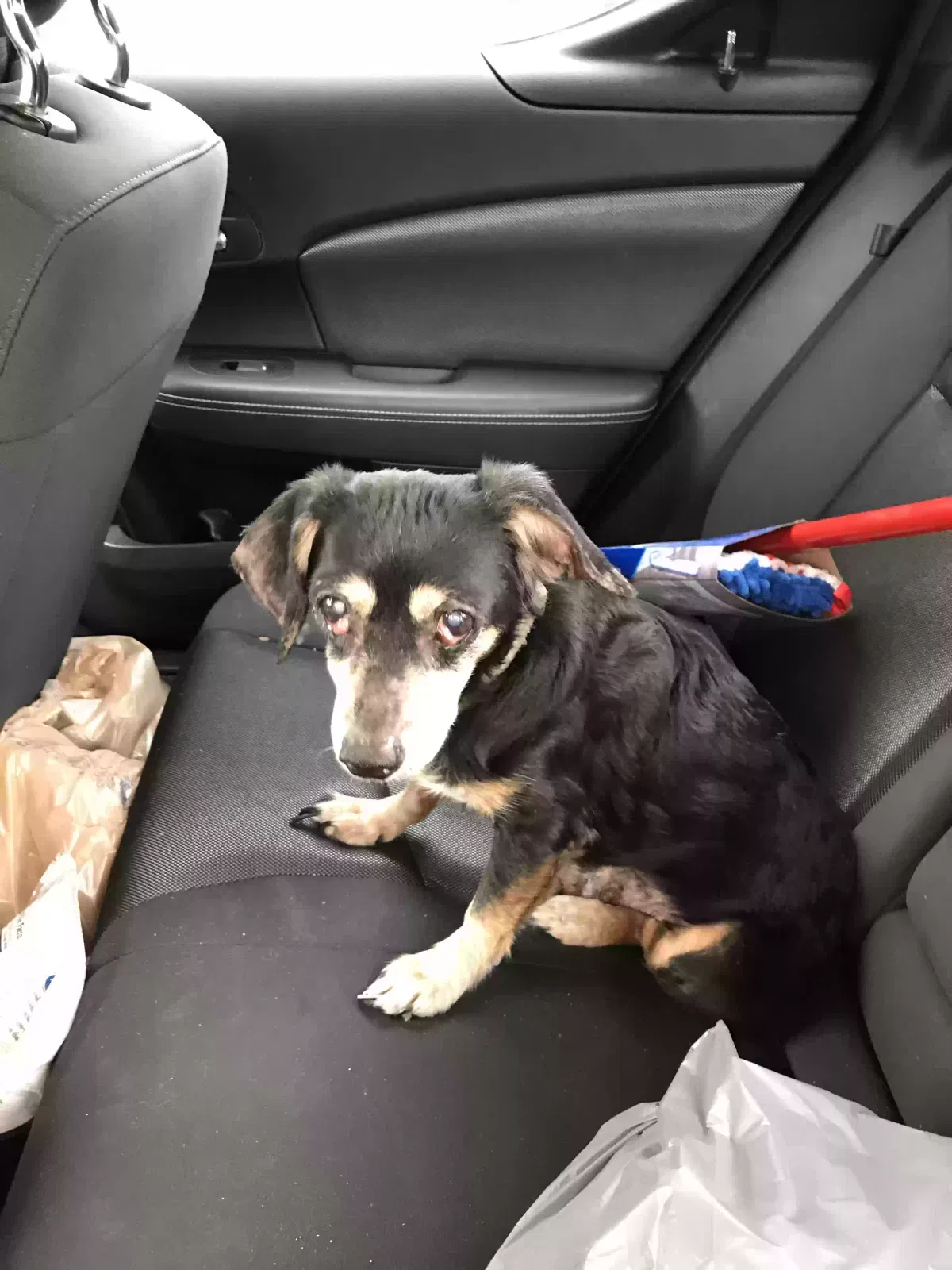 Found dog in Cochran, GA, 31014