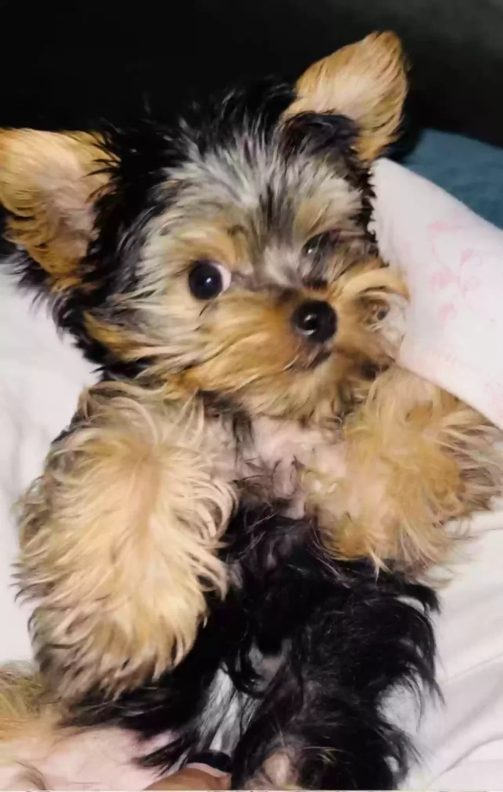 Lost dog in Clinton Township, MI, 48035