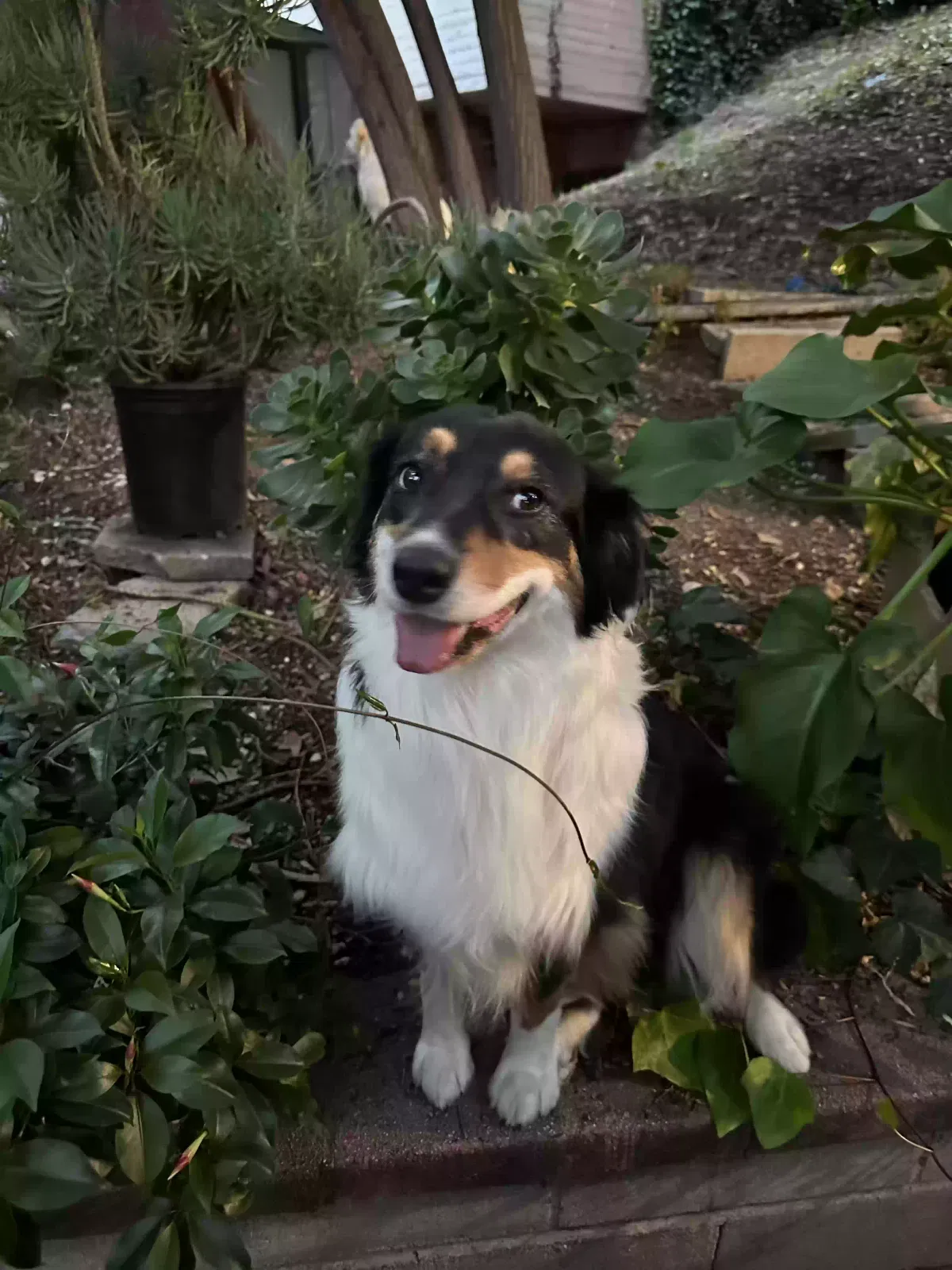 Lost dog in Los Angeles, CA, 90008