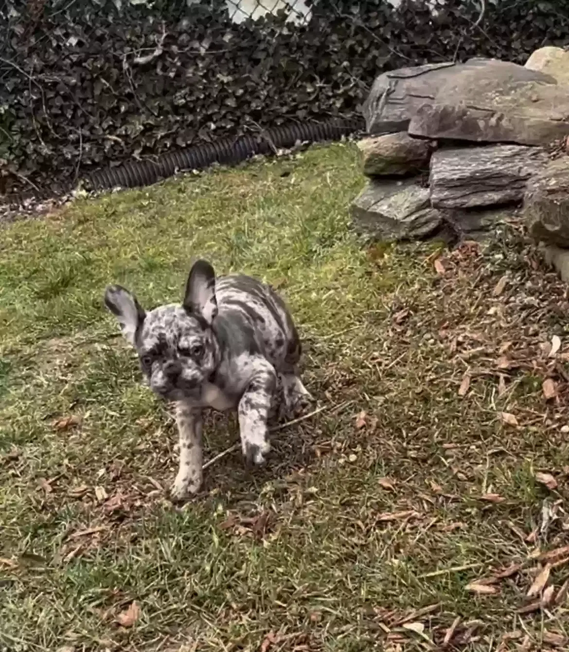 Lost dog in Croydon, PA, 19021