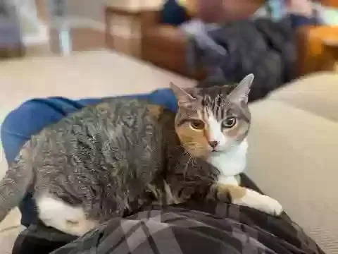Lost cat in Clemmons, NC, 27012
