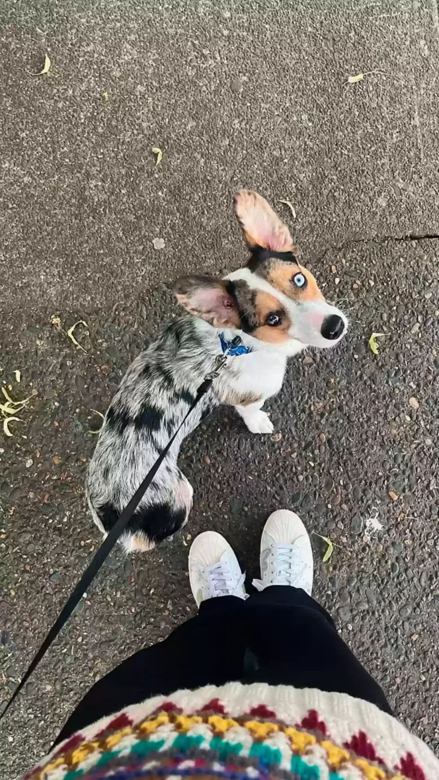 Lost dog in Portland, OR, 97214