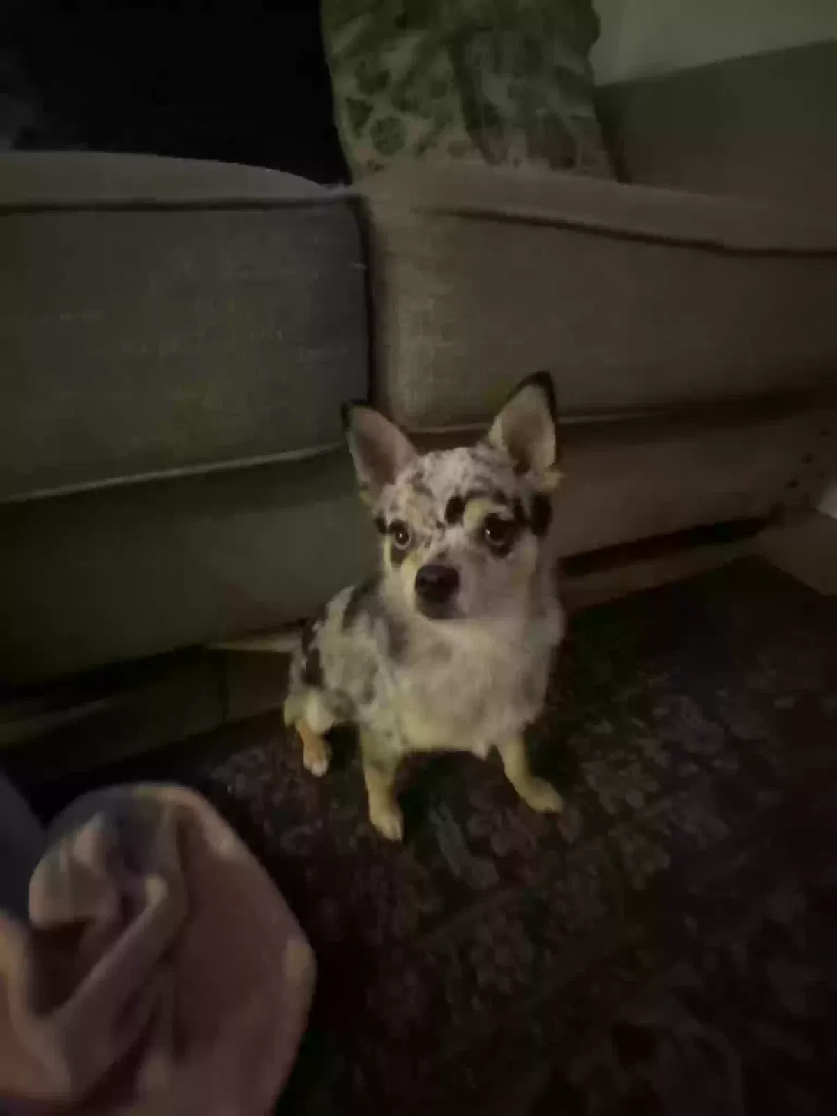 Lost dog in Menifee, CA, 92584