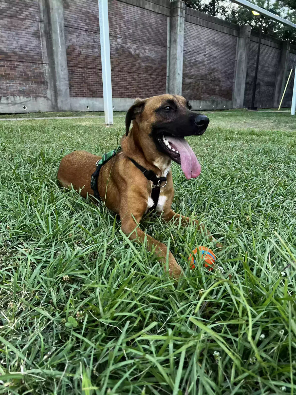 Lost dog in Houston, TX, 77006