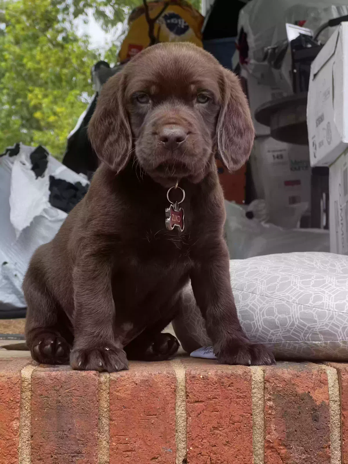 Lost dog in Ninety Six, SC, 29666