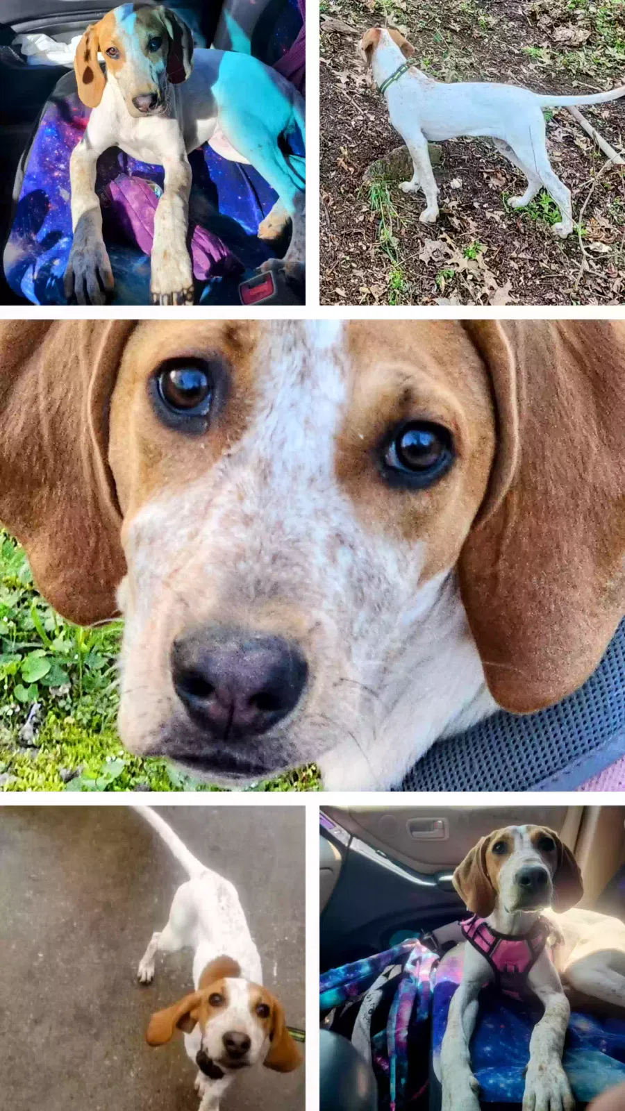 Lost dog in Harrison, OH, 45030