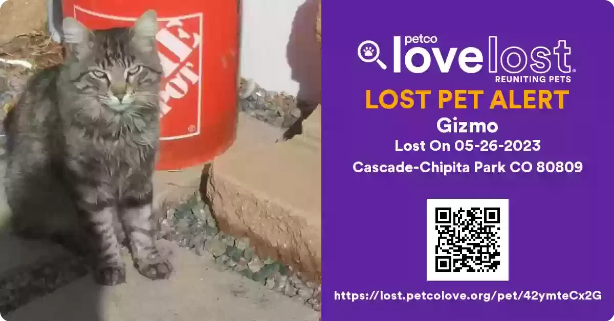 Lost cat in Cascade, CO, 80809