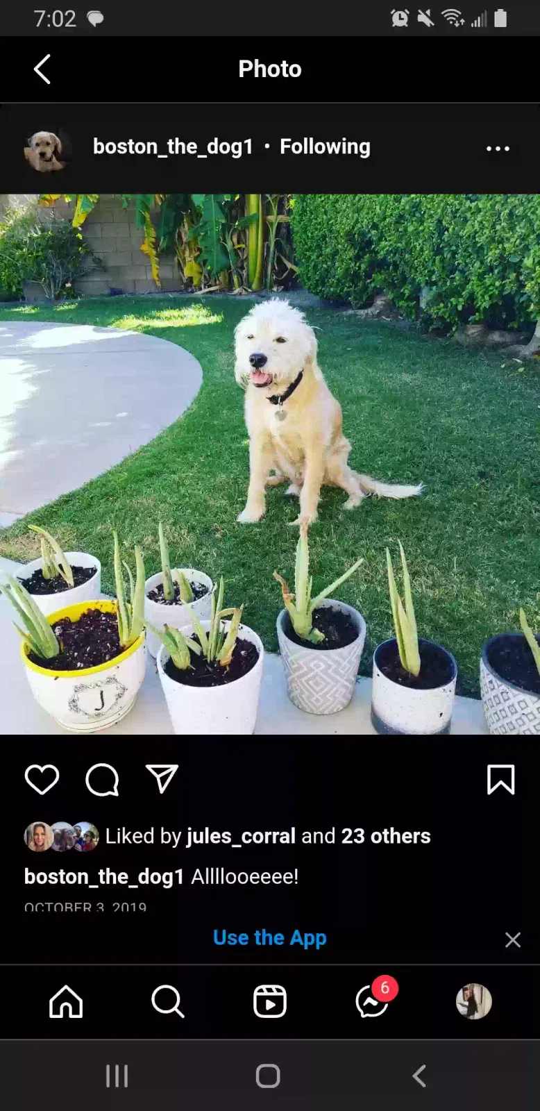 Lost dog in Indio, CA, 92201