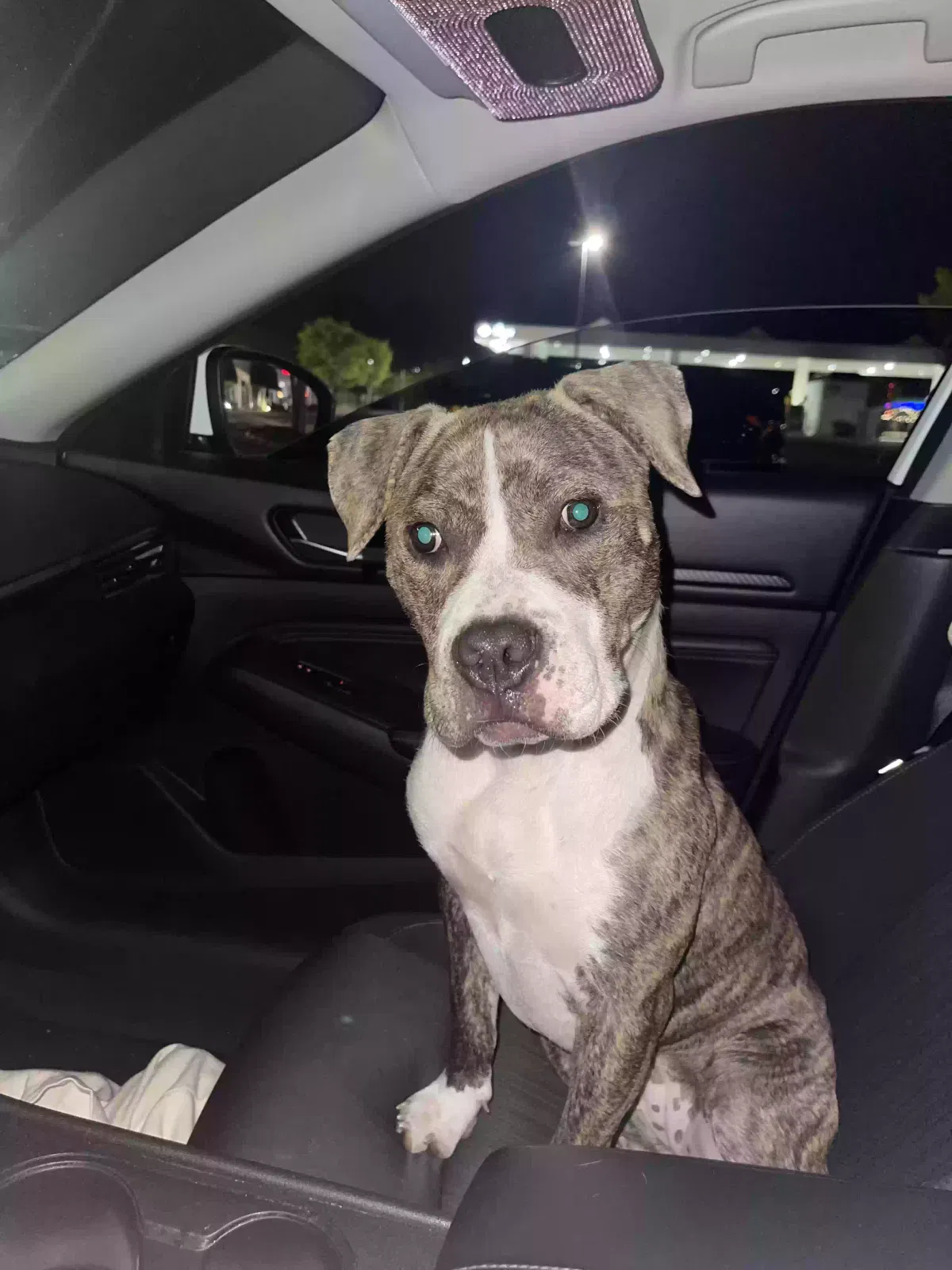 Lost dog in Henrico, VA, 23228