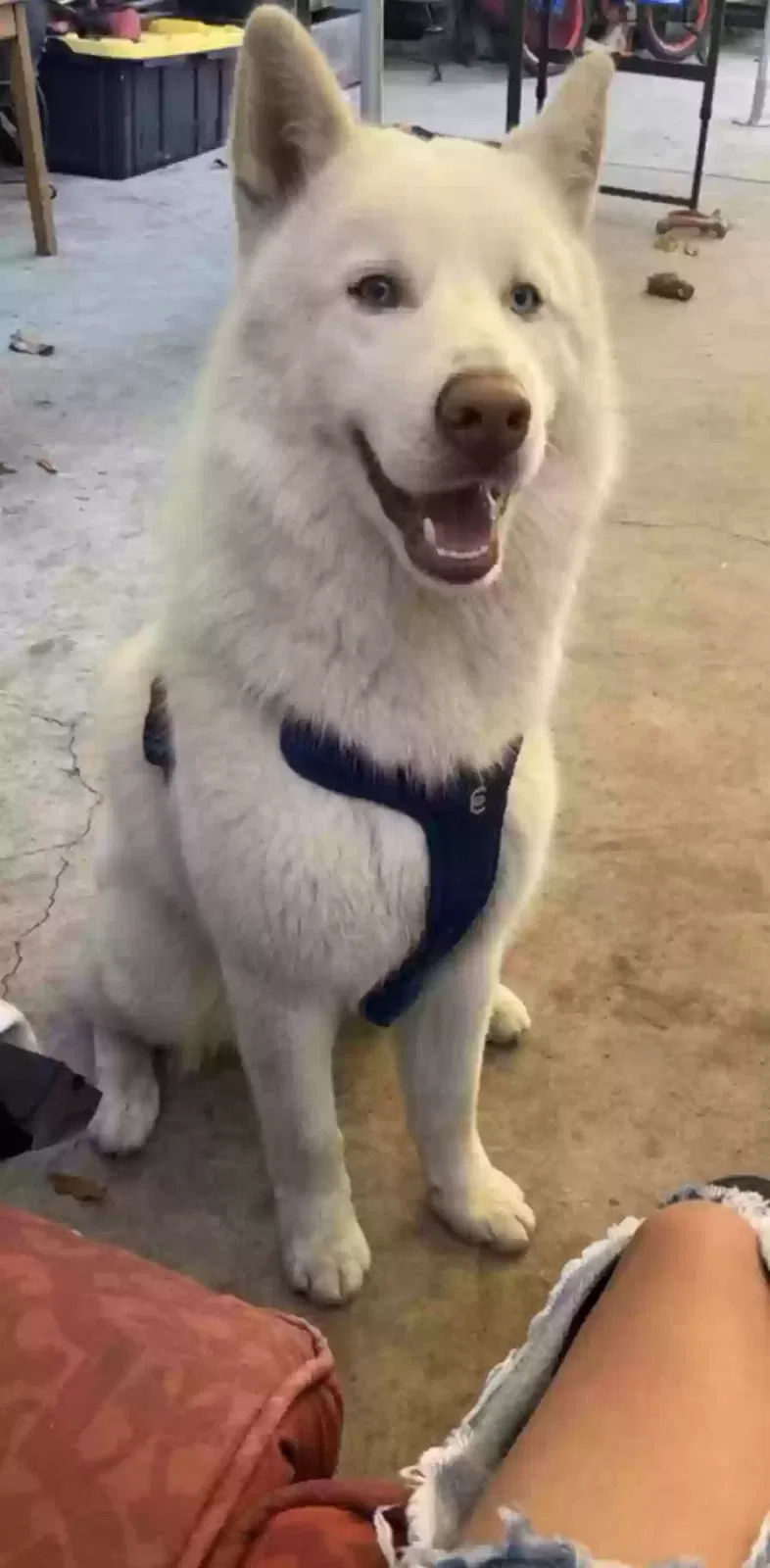 Lost dog in Los Angeles, CA, 90001