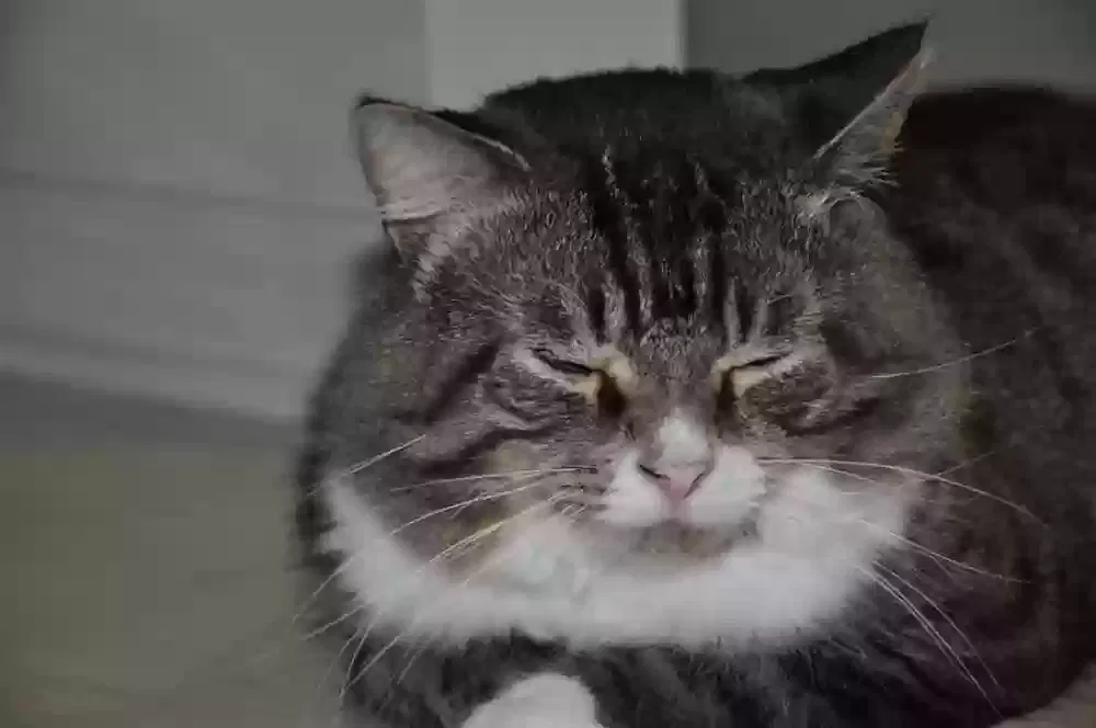 Lost cat in Cincinnati, OH, 45231