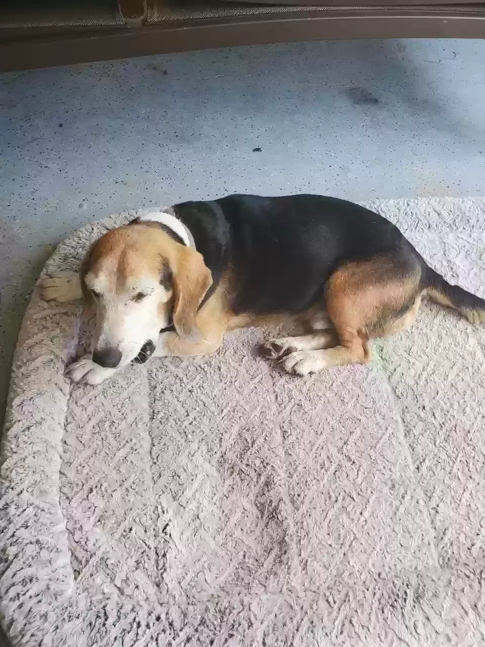 Found dog in Sumrall, MS, 39482