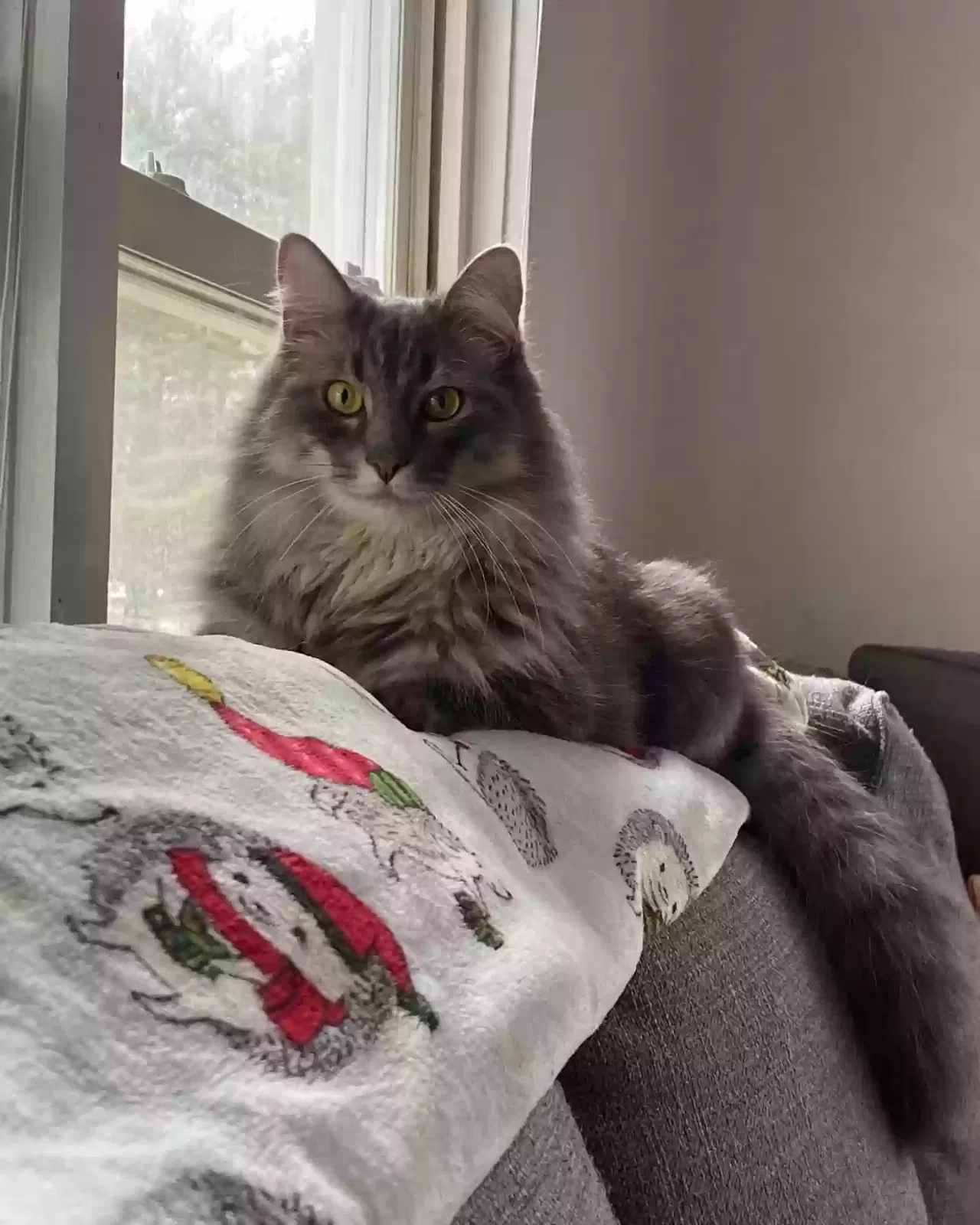 Lost cat in Manchester, TN, 37355