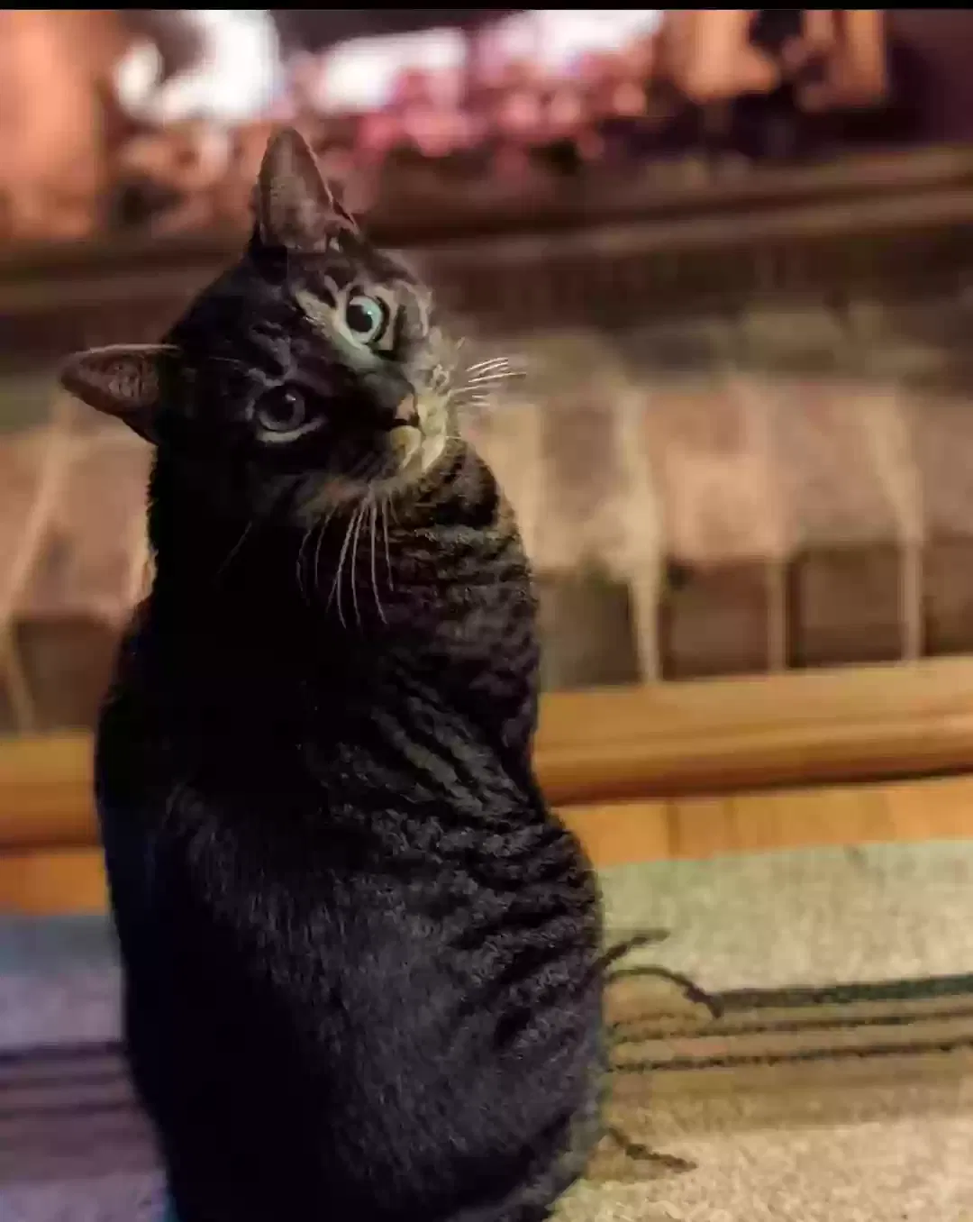 Lost cat in Charlotte, NC, 28208