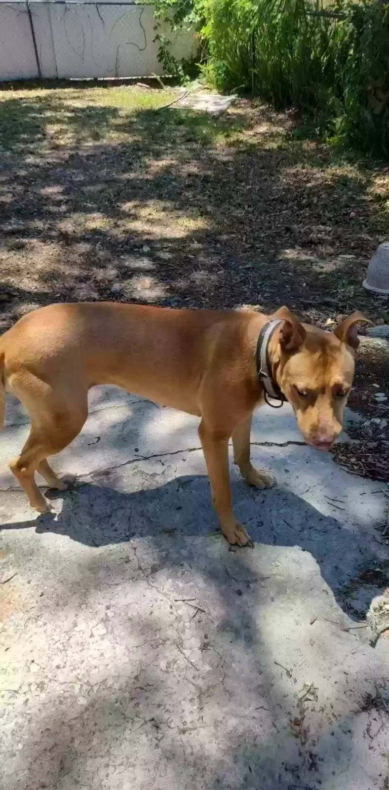 Lost dog in Lakeland, FL, 33815