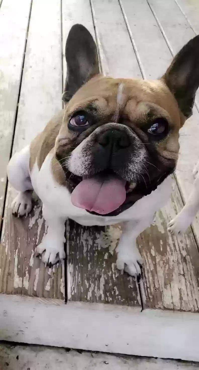 Lost dog in San Antonio, TX, 78249