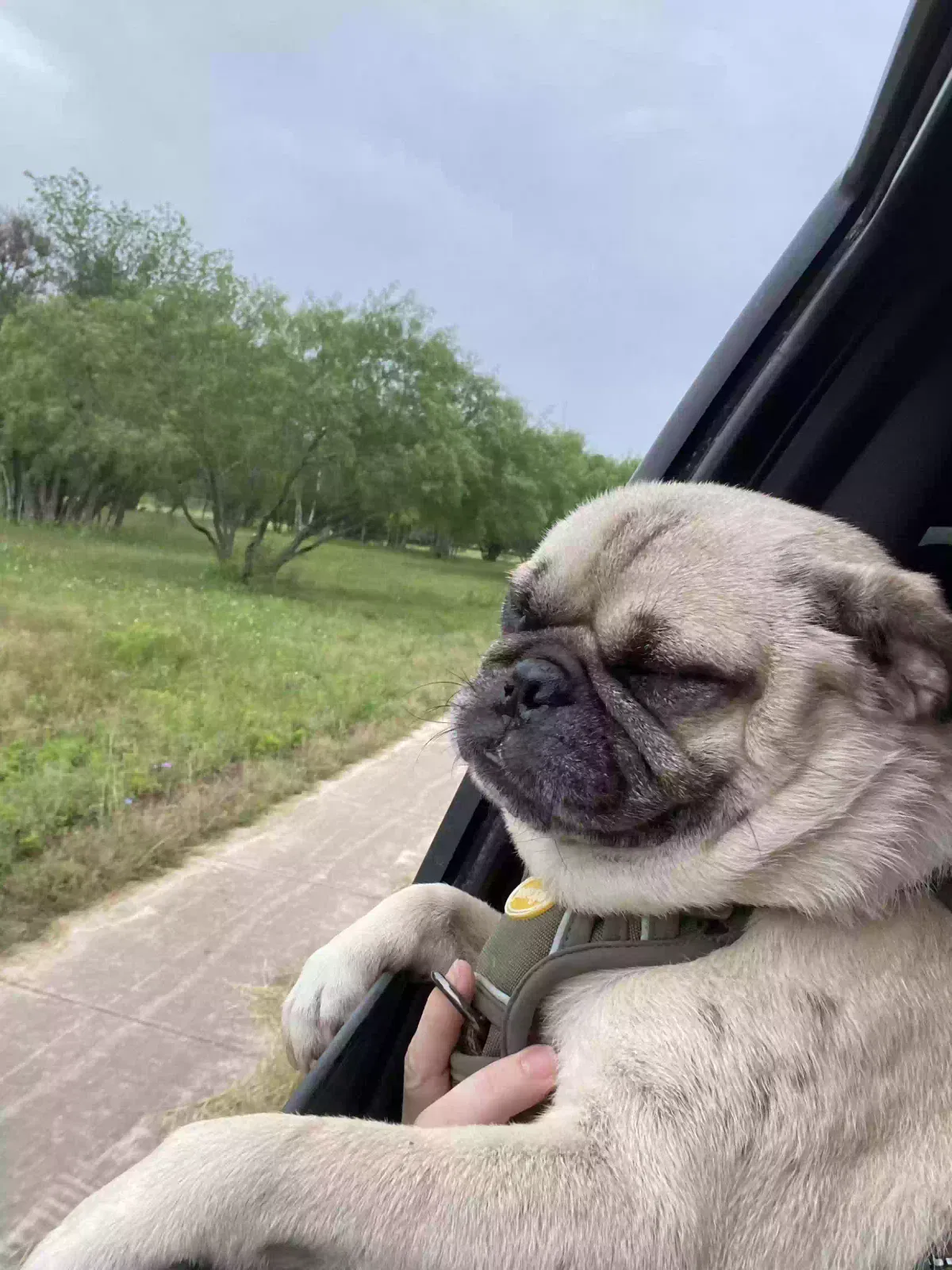 Lost dog in San Antonio, TX, 78218