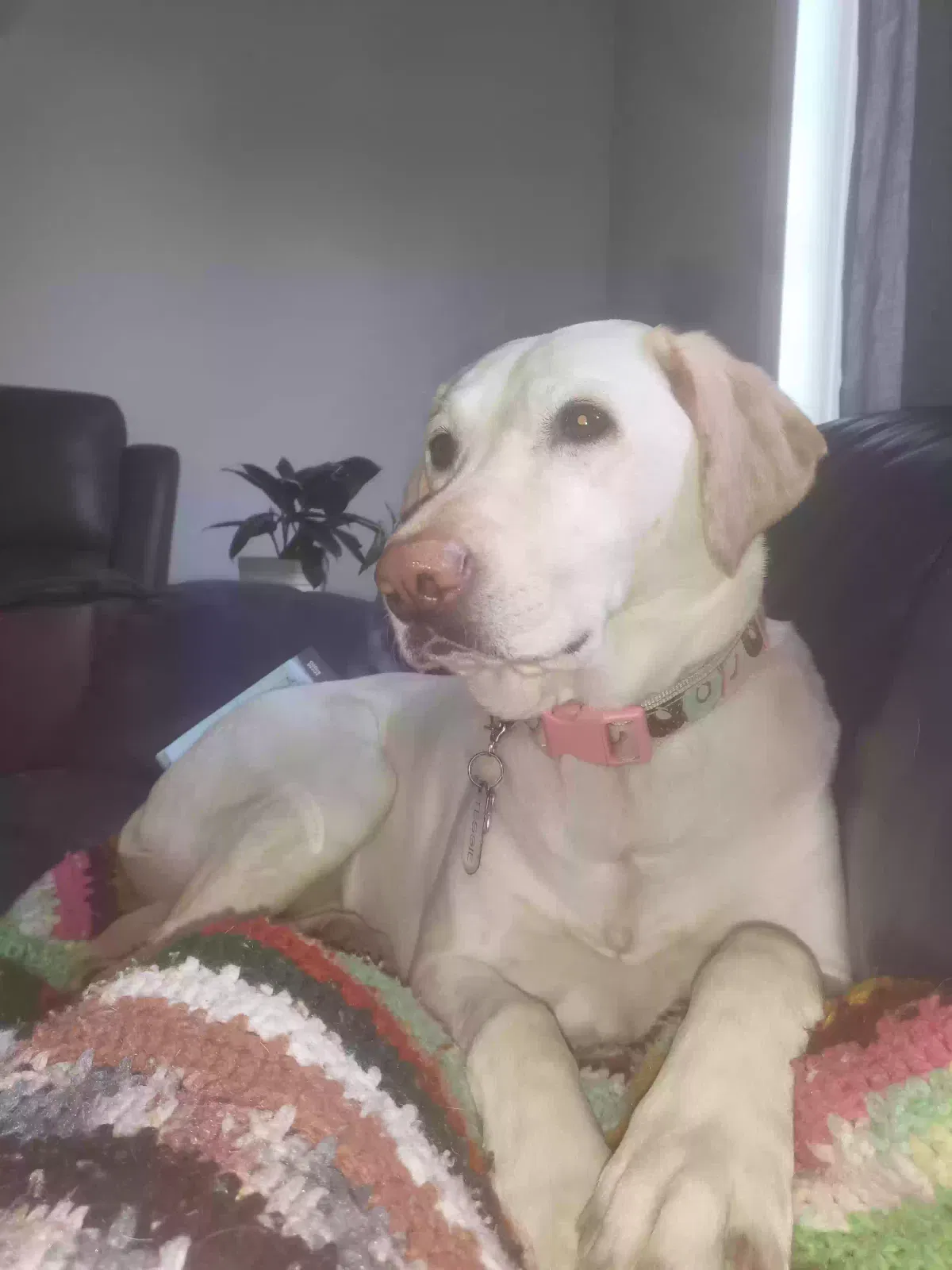 Lost dog in Loveland, CO, 80537