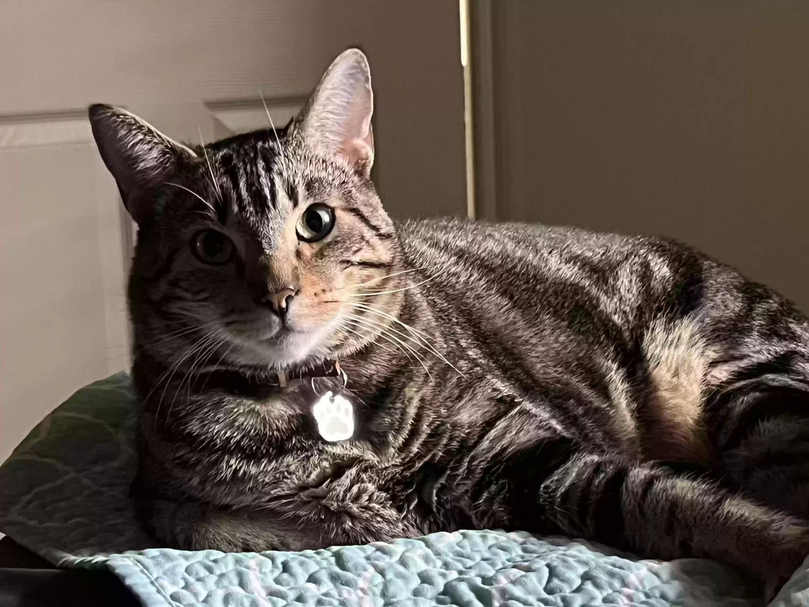 Lost cat in Oceanside, CA, 92056