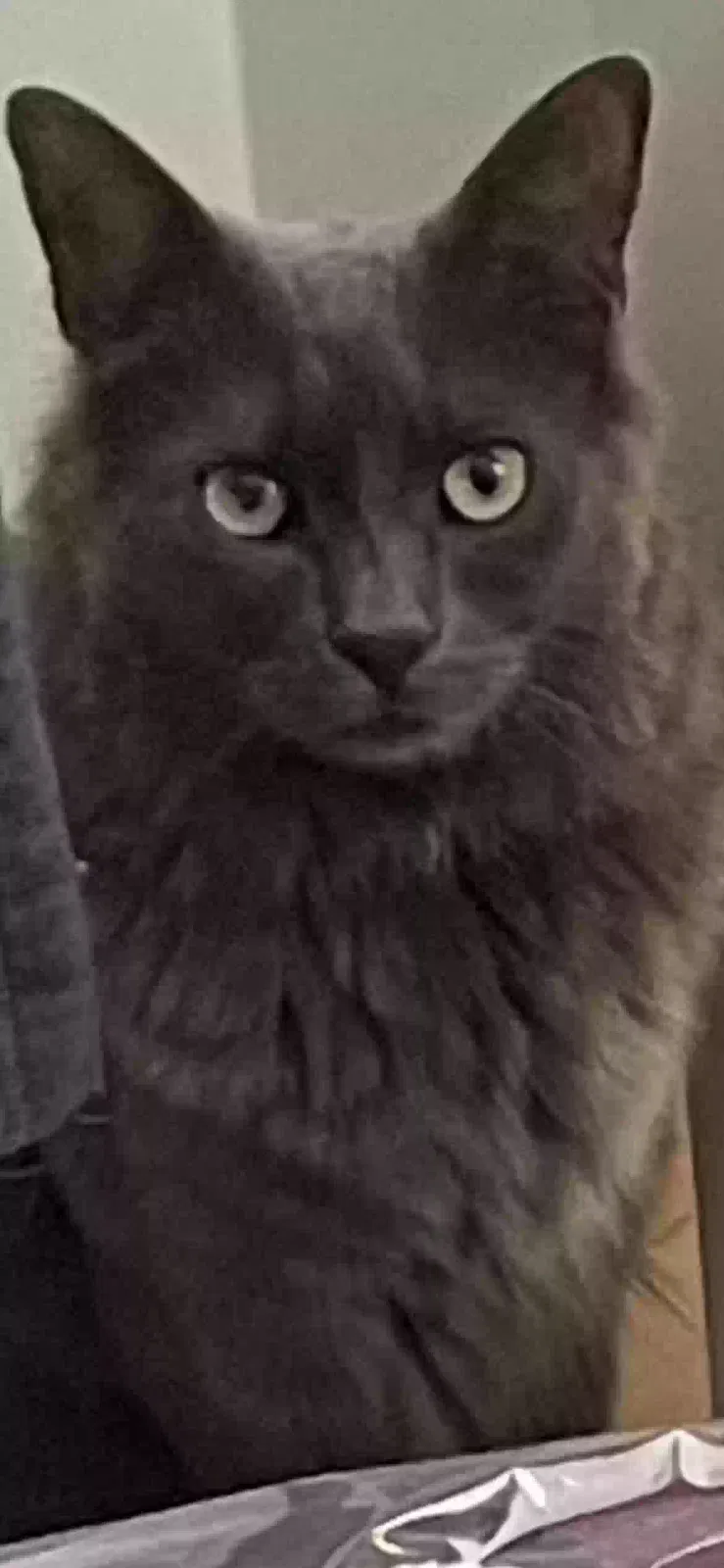 Lost cat in Sherman Oaks, CA, 91423