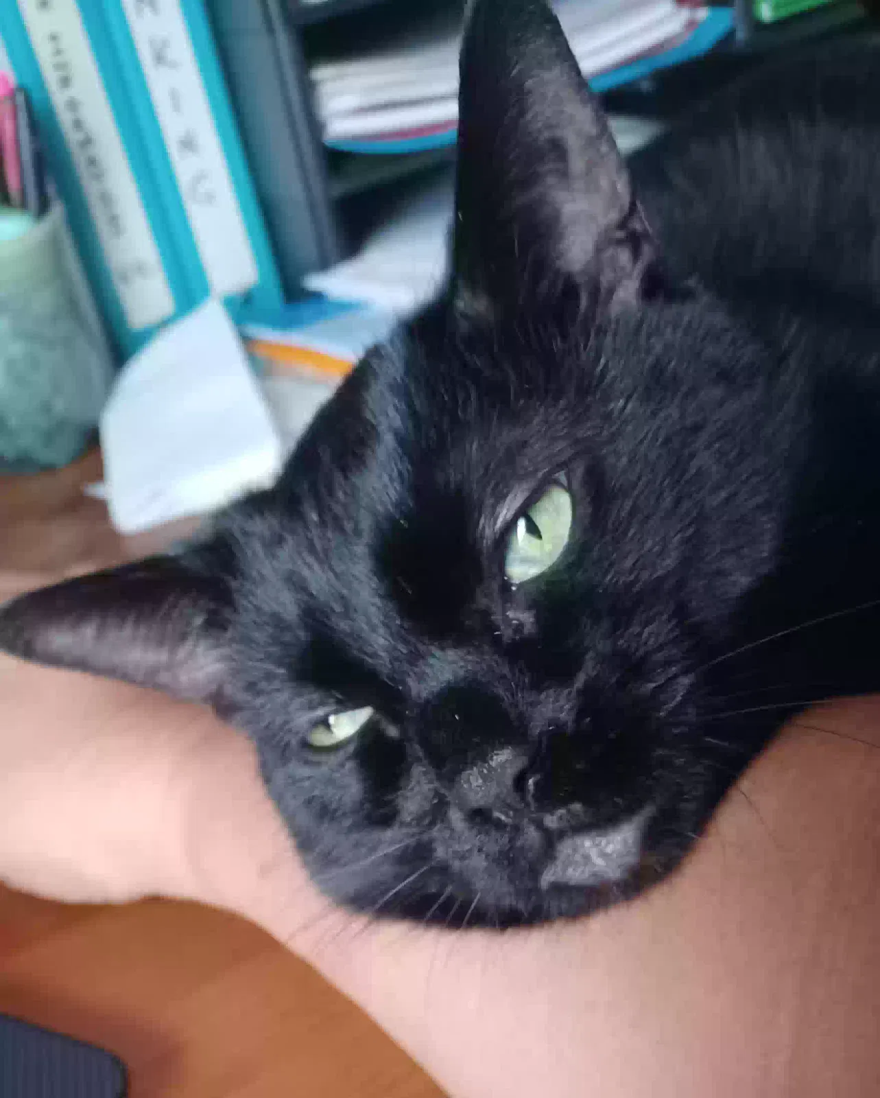 Lost cat in Adrian, MI, 49221