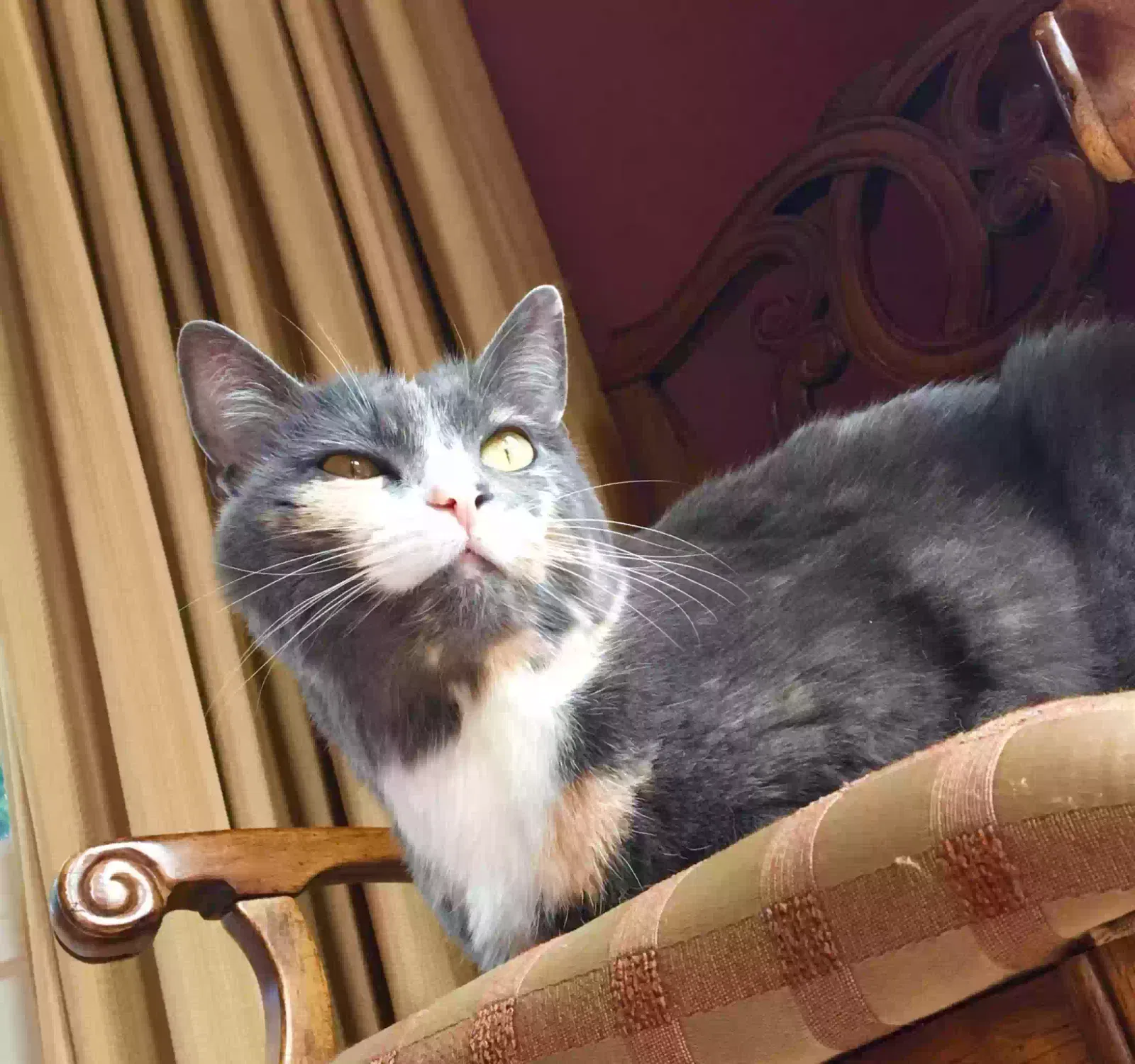 Lost cat in Unknown, WA, 98972