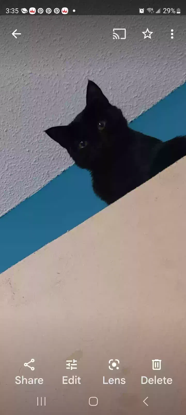 Lost cat in Powell, TN, 37849