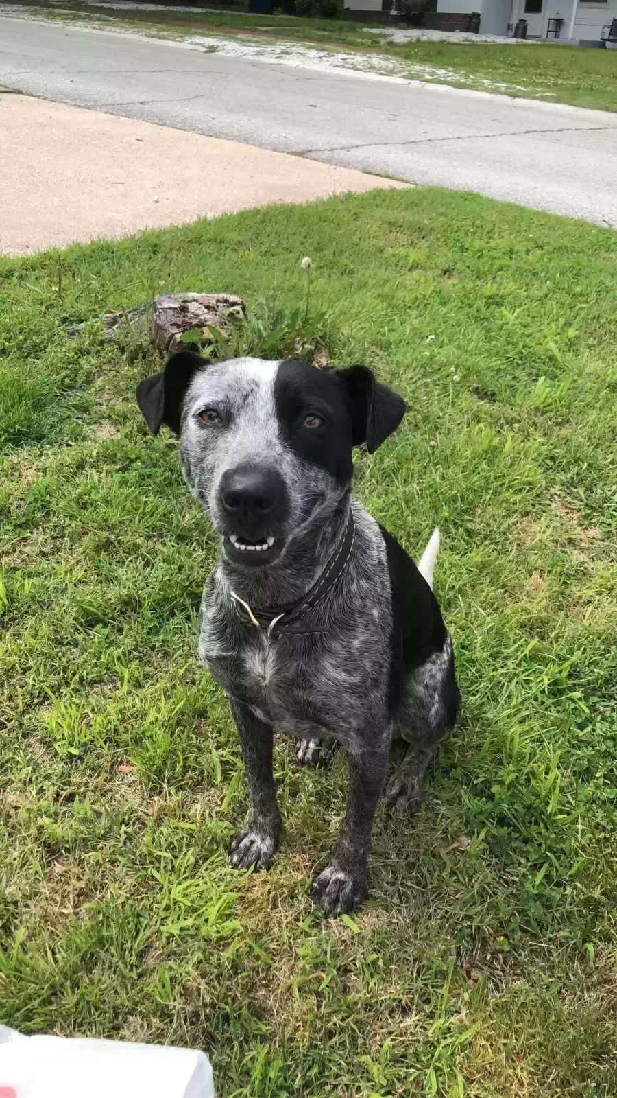 Lost dog in Bentley, KS, 67016