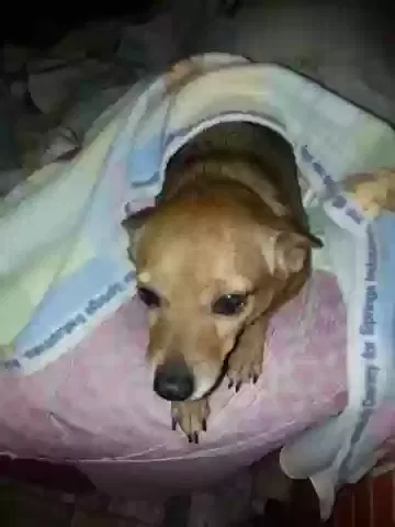 Lost dog in Decatur, AL, 35601