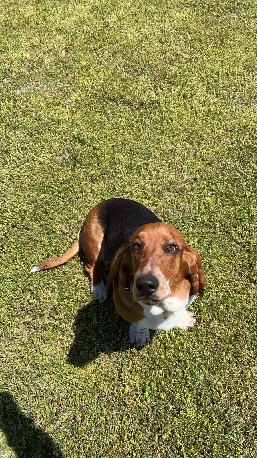 Lost dog in Wichita, KS, 67209