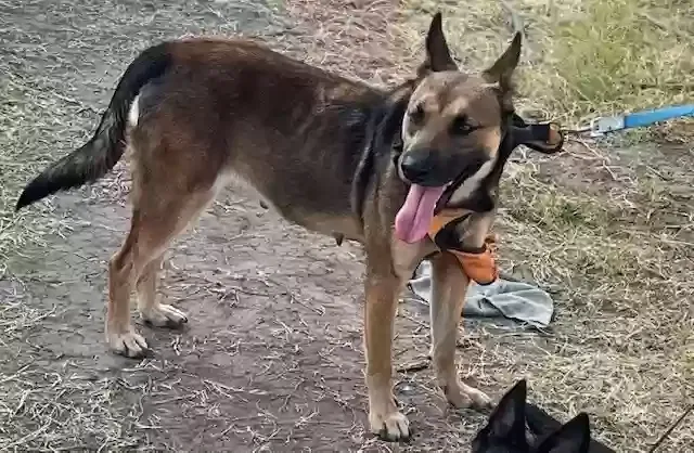 Lost dog in San Antonio, TX, 78227