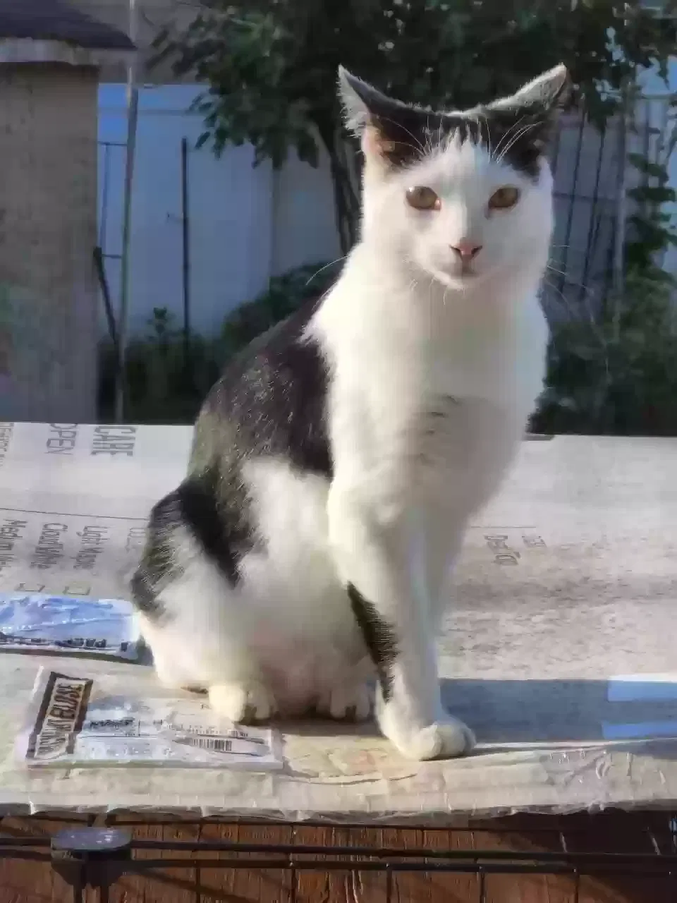 Lost cat in Levittown, NY, 11756